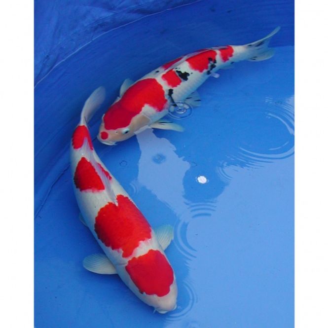 Hovedbillede KOI